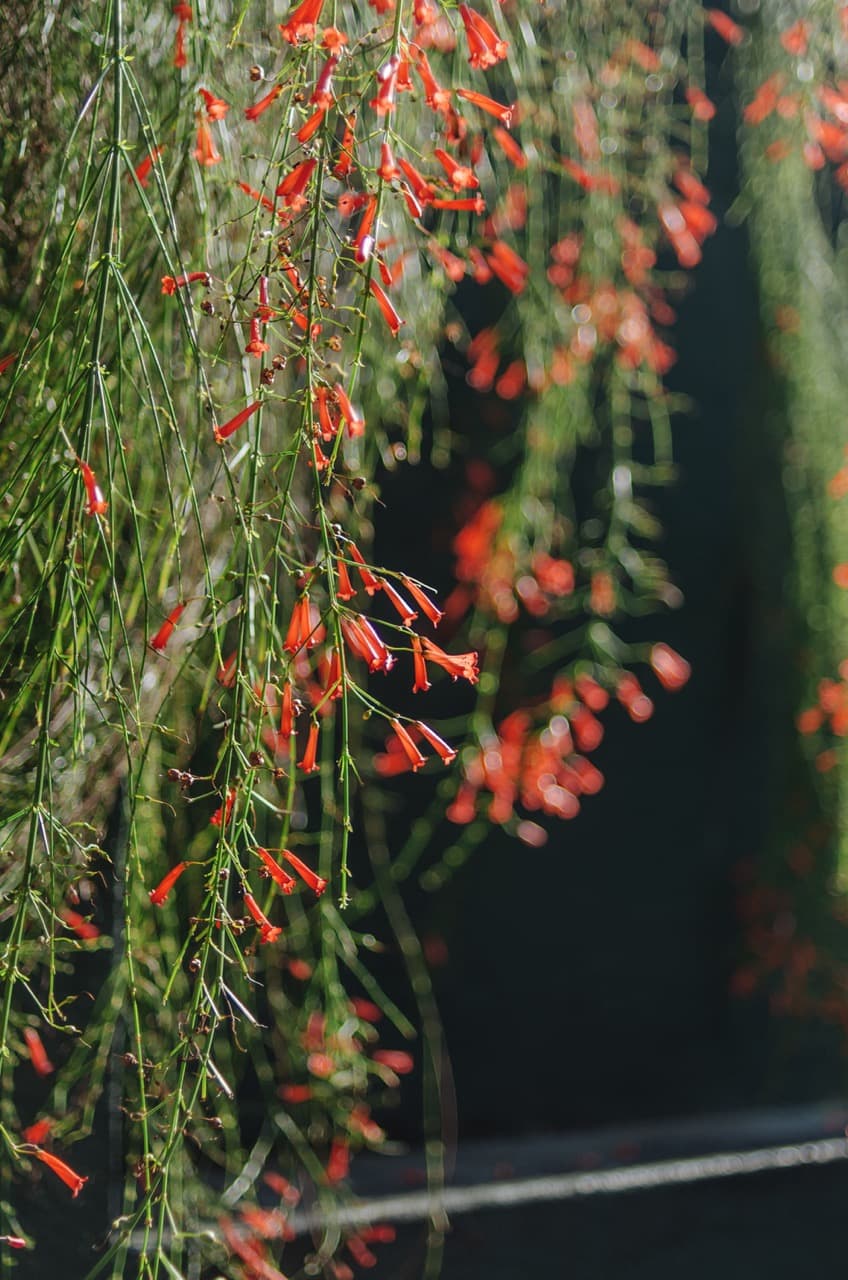 Превью Sri Lanka 2022